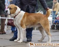 Янтарь