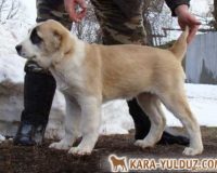oygul_1-450×322