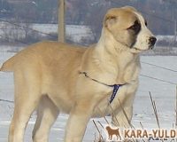 Oygul puppy