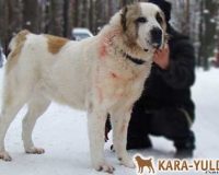 Аладжа