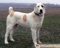 Vasabi