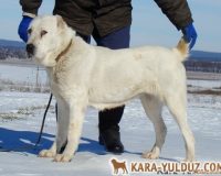 Лиза