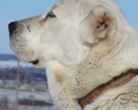 Лиза-гол