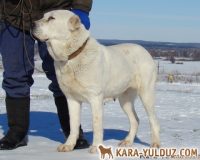 Лиза2
