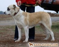 Ойгуль-Габи