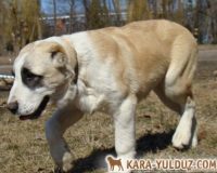 Ойгуль идет