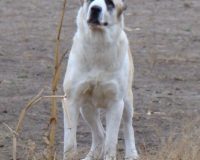 Ойгуль перед1