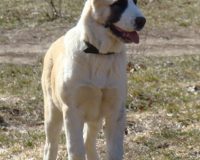 Ойгуль перед