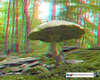 3d_stereo_kartinki_stereofanat.com_110