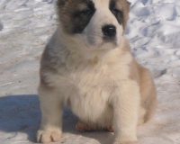 мальчик (2)4мал