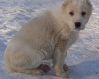 3девочка (3)мал