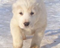 1девочкамал