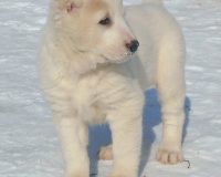 девочка2 (2)мал