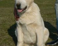 Фердуш Гайрат