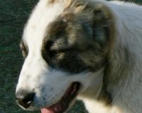 Фелиция гол