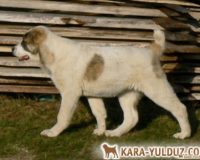 Фелиция движ