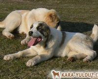 Фелиция лежа