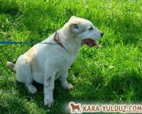 Шухра сверху