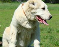 Шухра сидя1