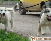 Шухра и Шенай