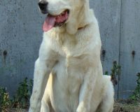 Шухра сидя2