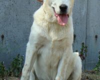 Шухра сидя1