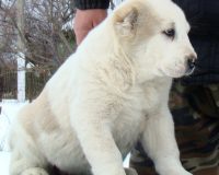 Шухра сидя1