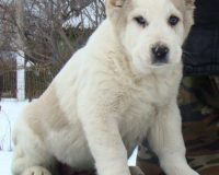 Шухра сидя2