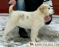 Фердуш Гайрат1