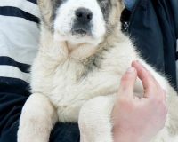 Фарида Гайрат1