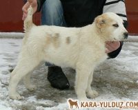 Фердуш Гайрат