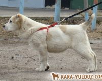 Шухра ст сама