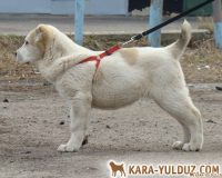 Шухра ст сама1