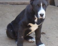 Эйша сидя 3,5 мес