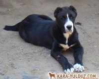 Эйша 3,5 мес1