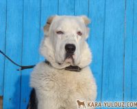 Шамира гол2