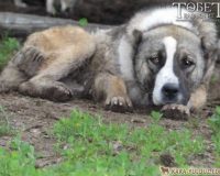 tauda kara kaska dau kara mustaffa borikpen 029