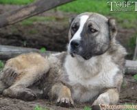 tauda kara kaska dau kara mustaffa borikpen 030