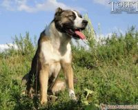 Murattayn camera 334