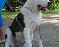 Шамира КЮ сидя