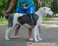 Шамира КЮ2-500