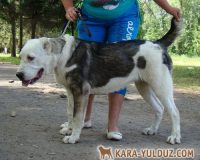 Шамира КЮ-500