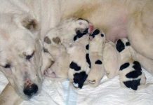 Родились щенки от Келле Баронас!