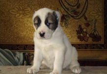 Щенкам от Видара и Келле Баронас 1 месяц!