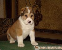 Вагиз сидя 570