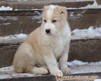 Варух