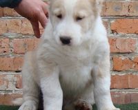 Варух сидя