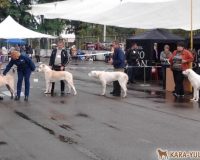 Яшин в ринге