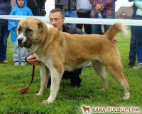 Яварра Кара Юлдуз (Аладжа Кара Юлдуз х Ошира Кара Юлдуз) Закутайло ДП Сумы