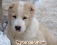 Варух гол